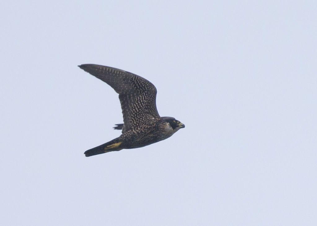 Peregrine Falcon