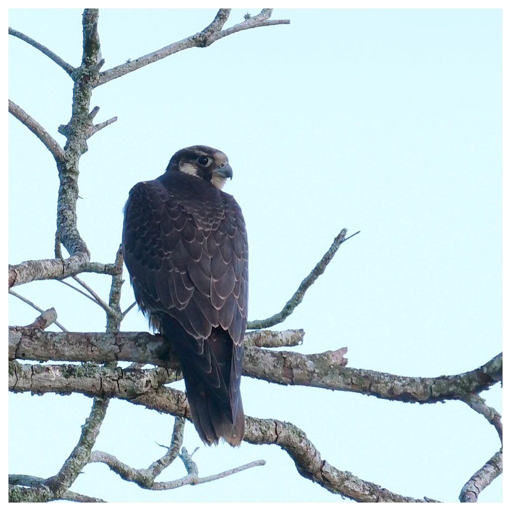 Peregrine Falcon