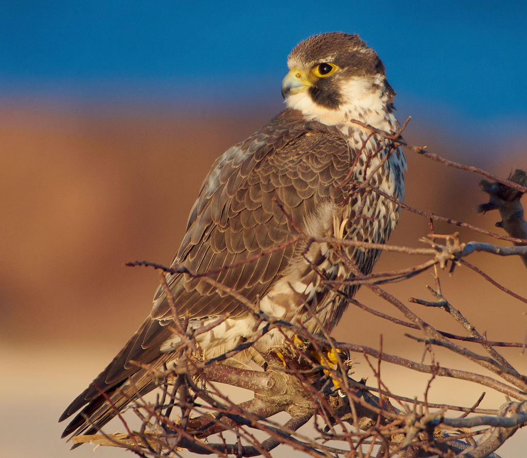 peregrine falcon