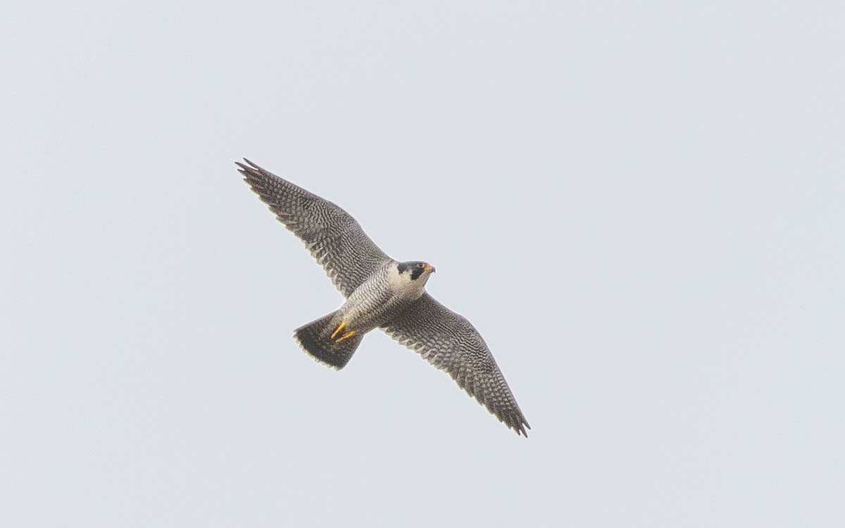 Peregrine Falcon