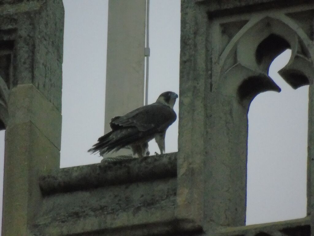 Peregrine Falconet