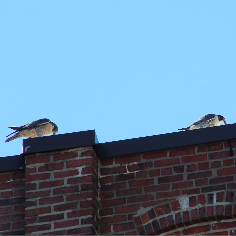 peregrine falcons