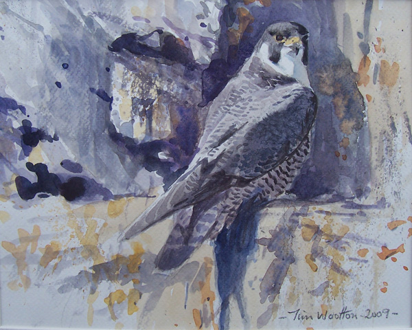 peregrine