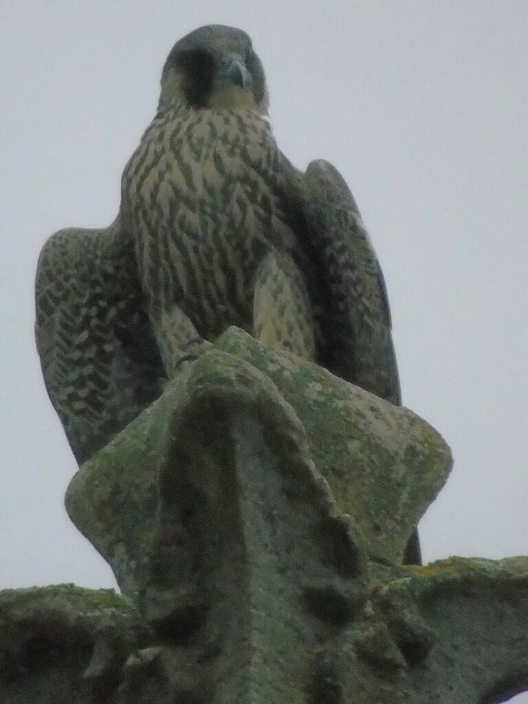 Peregrinelet admiring the road below