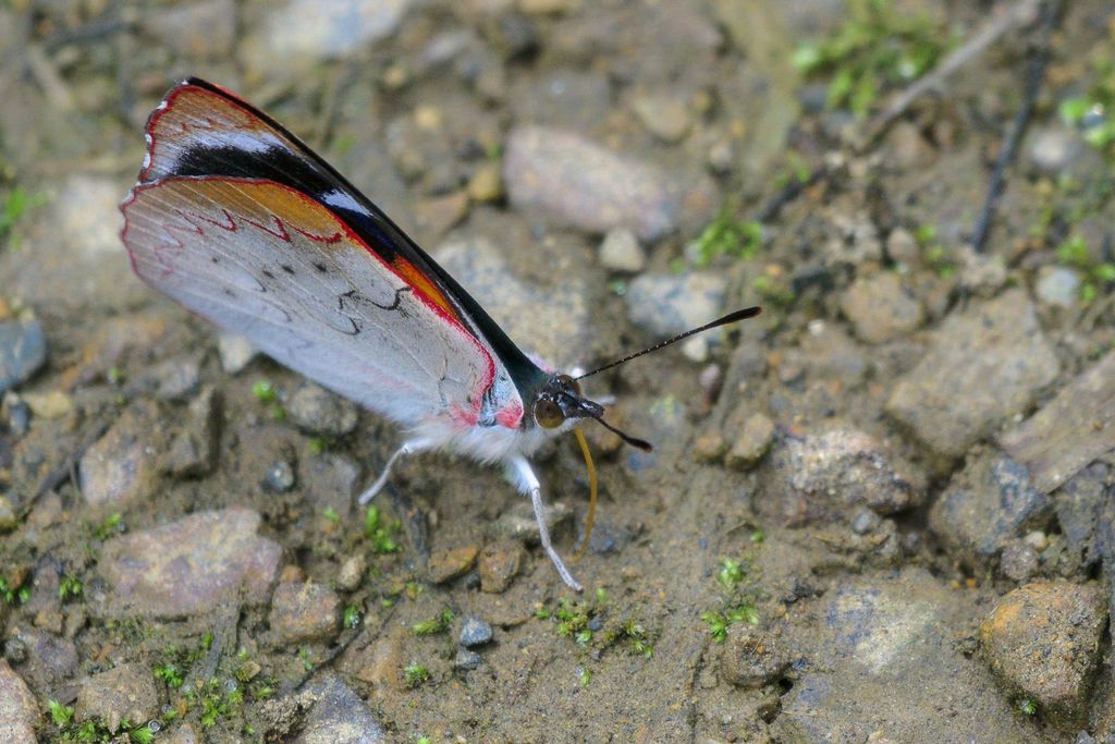 Perisama calamis fassli