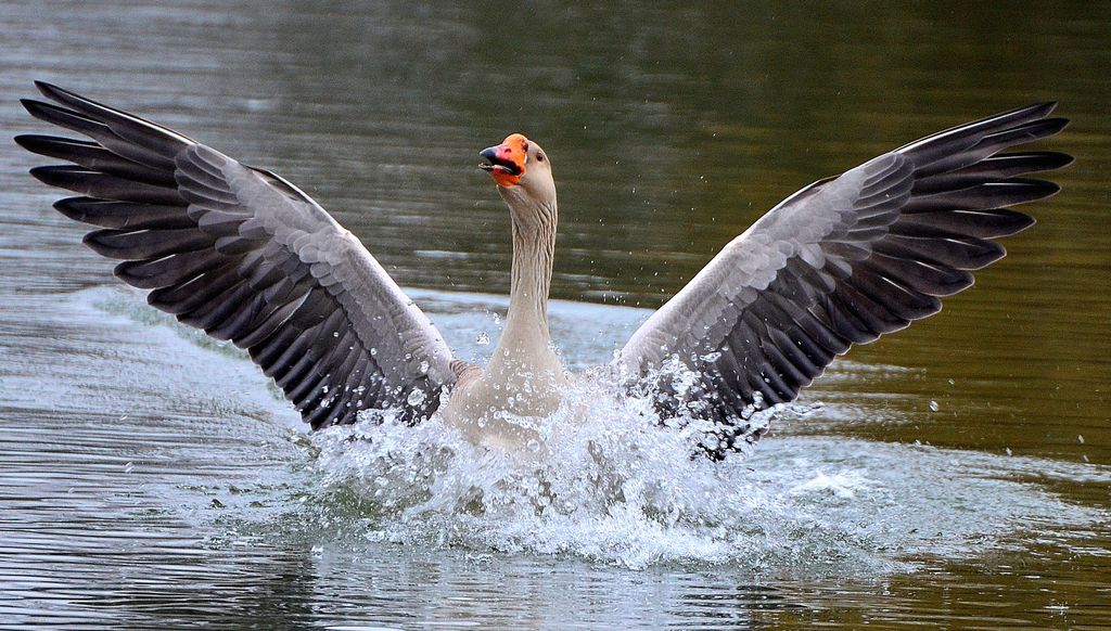 Permission to land