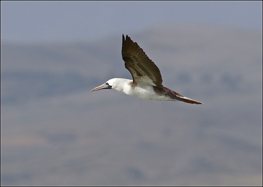 Peruvian Booby