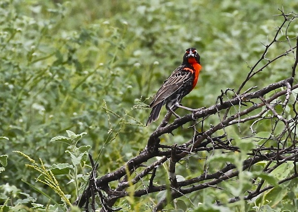 Peruvian Meadowlark (male)