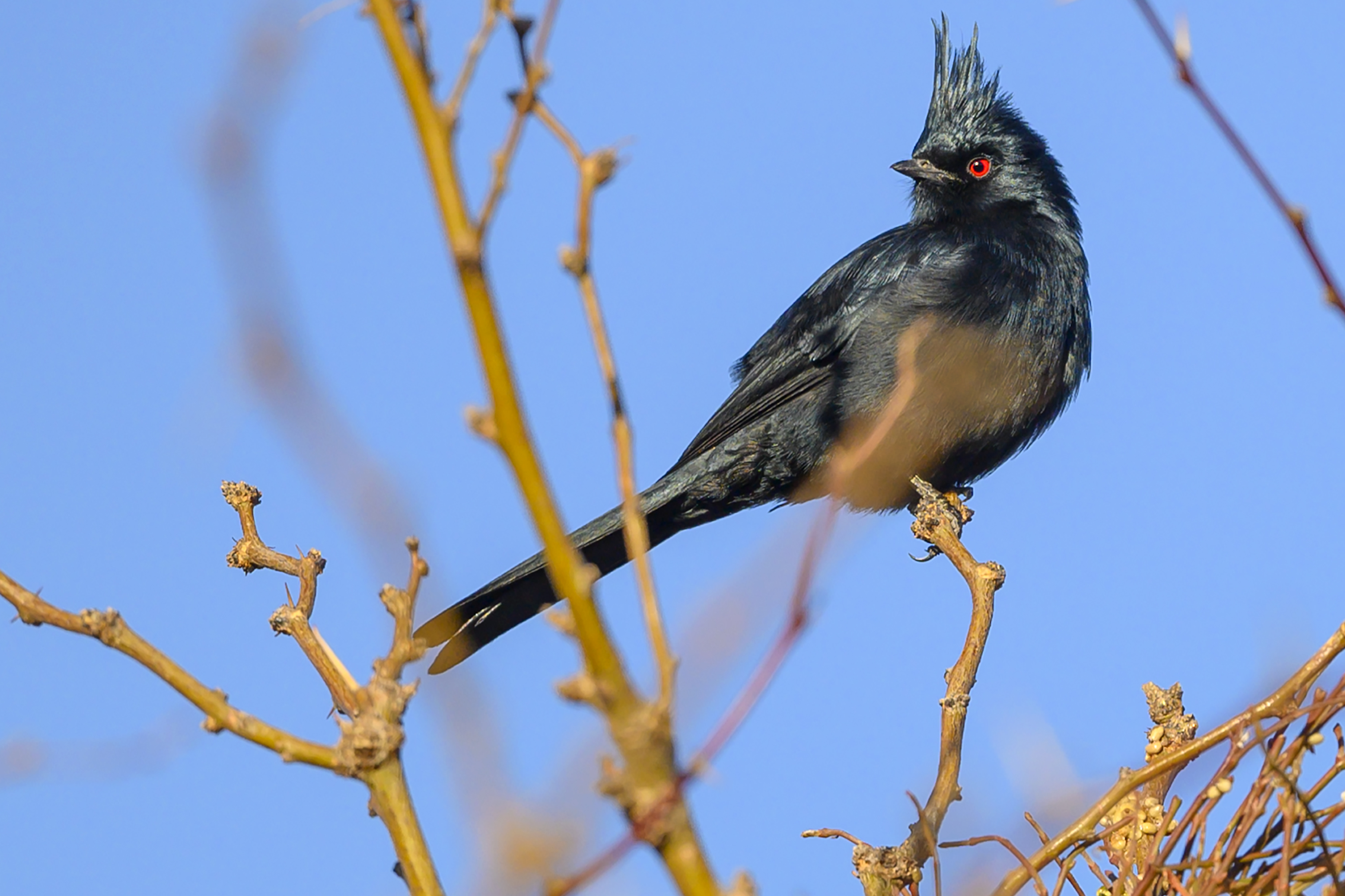 Phainopepia_022321_H.jpg