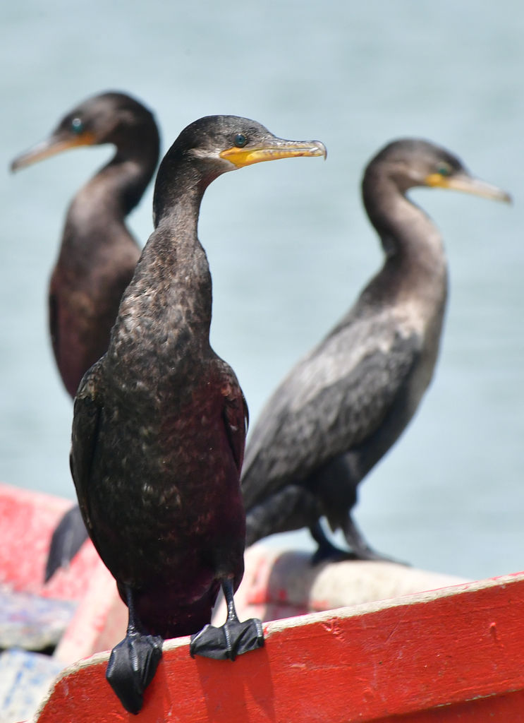 Phalacrocorax brasilianus