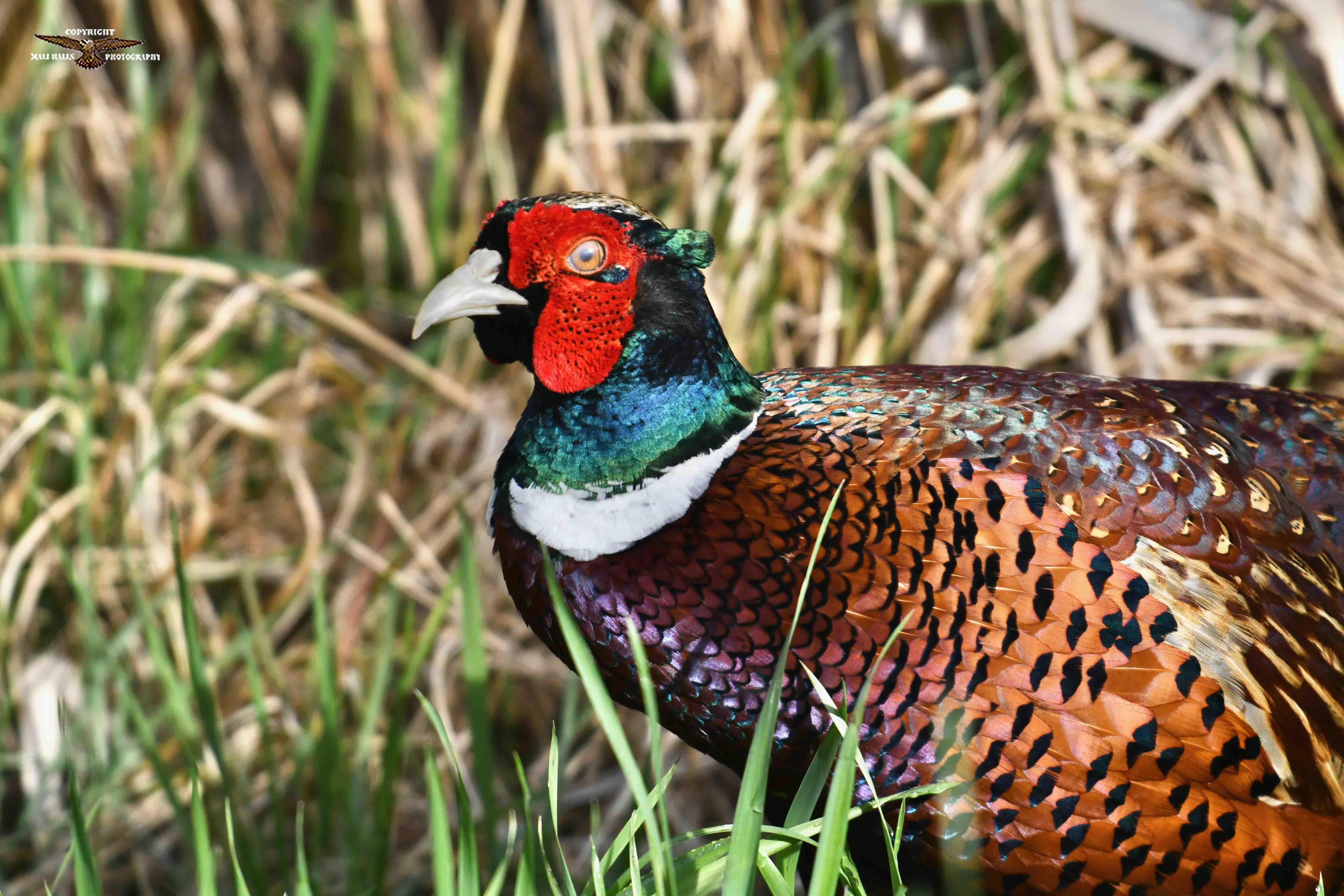 Pheasant 2776.jpg