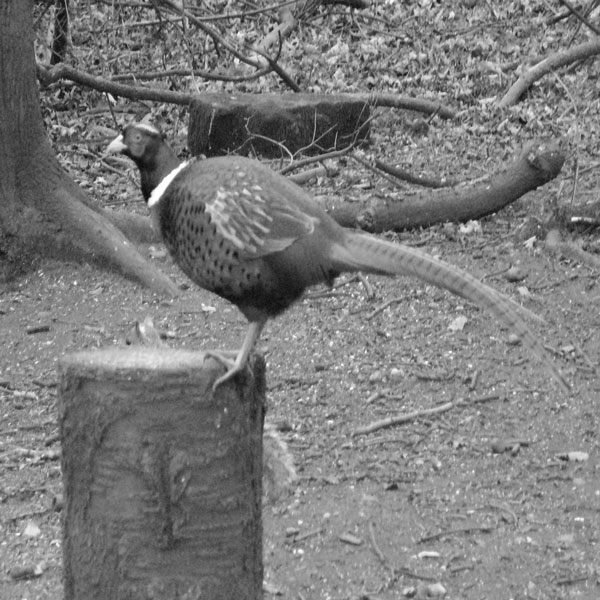 Pheasant at Rufford