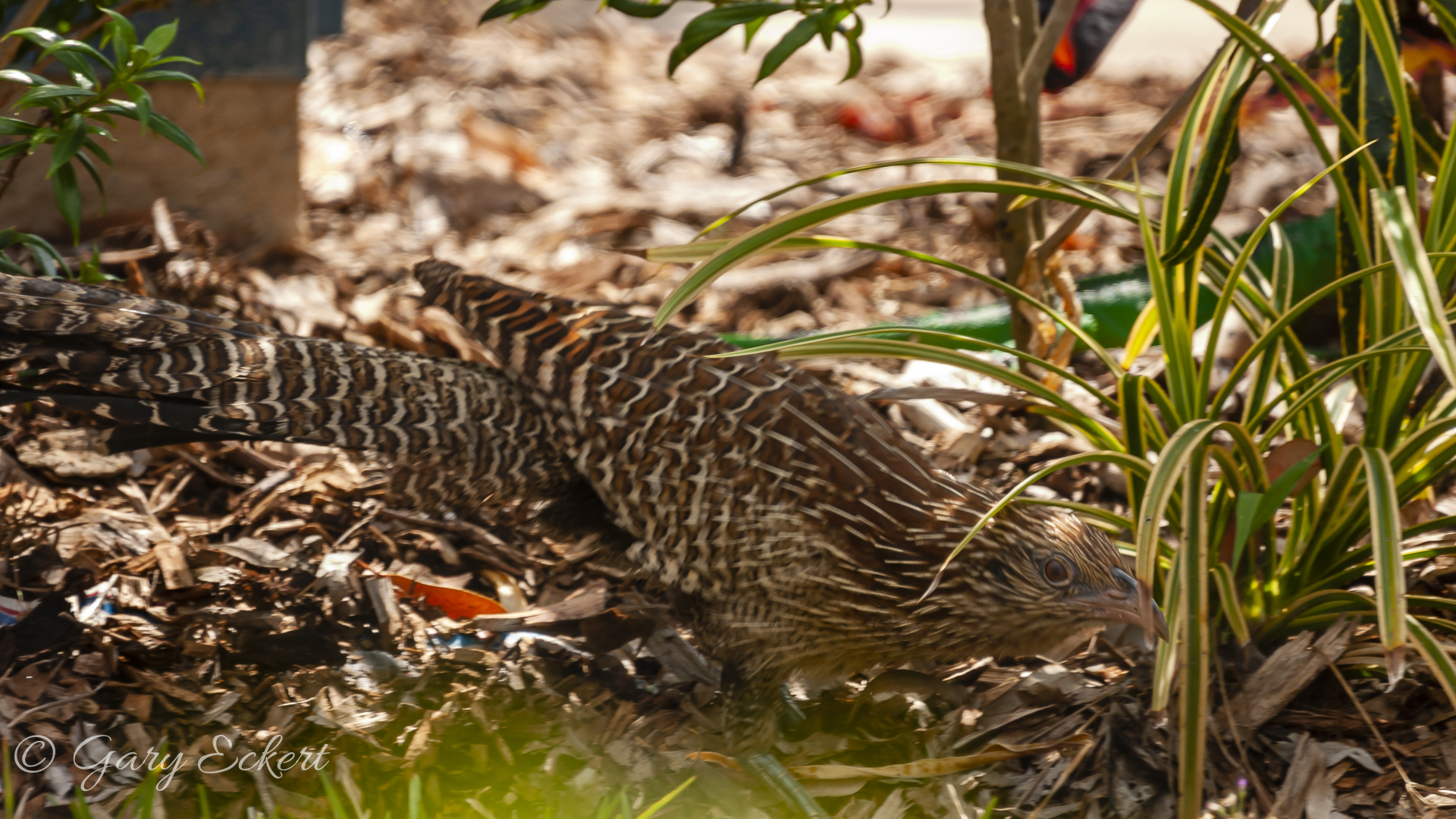 Pheasant Coucal