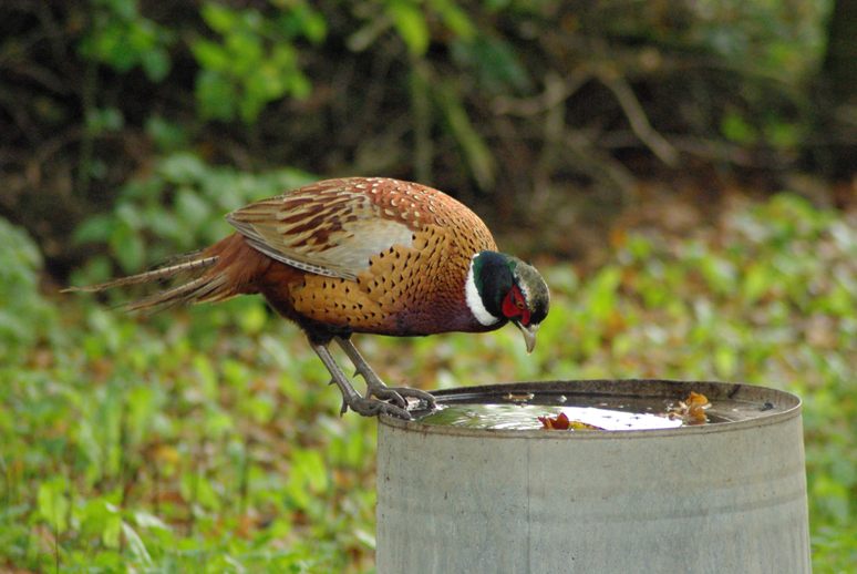 Pheasant drinking