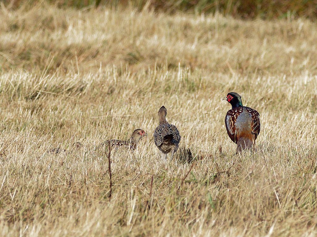 Pheasant family II