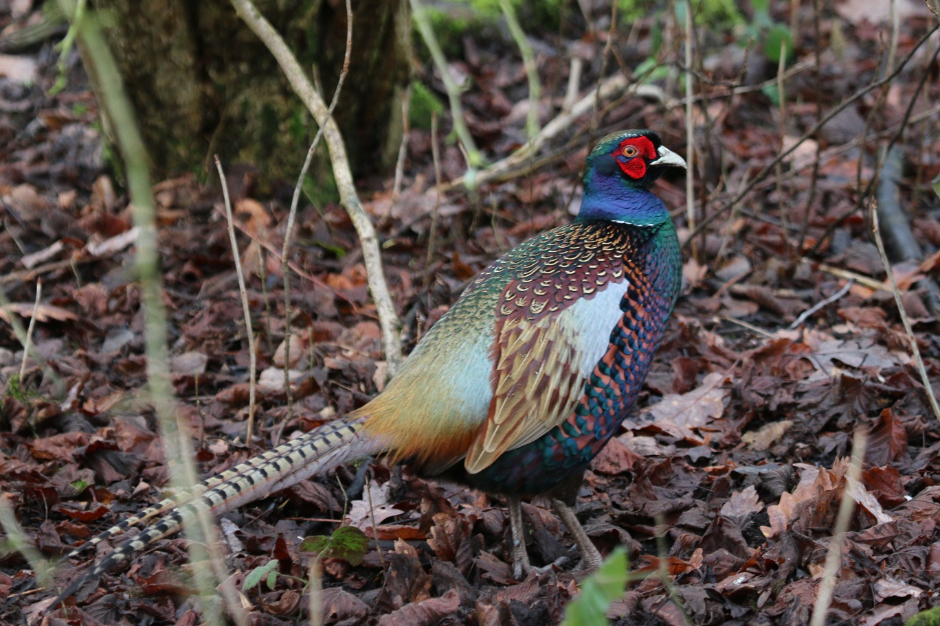 Pheasant (M)