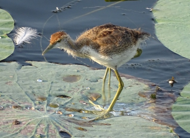 Pheasant-tailed Jacana Young