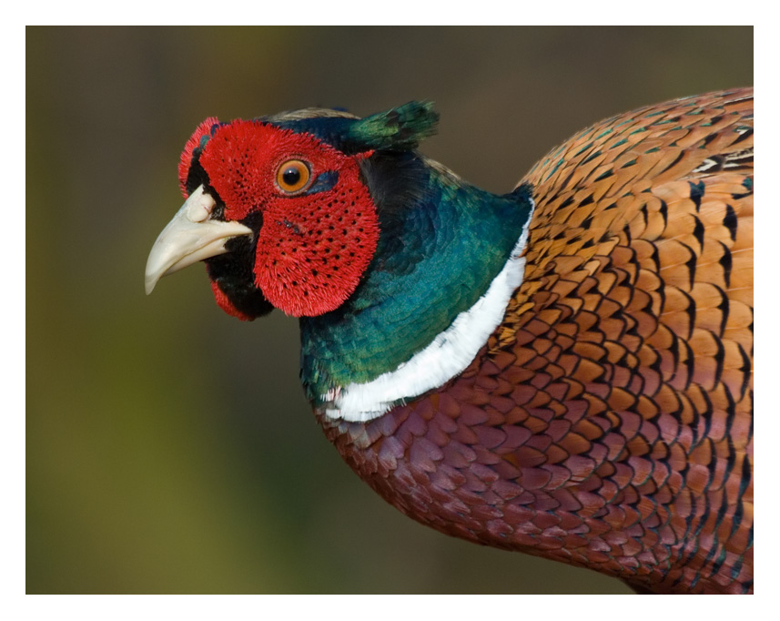 Pheasant