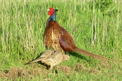 pheasant