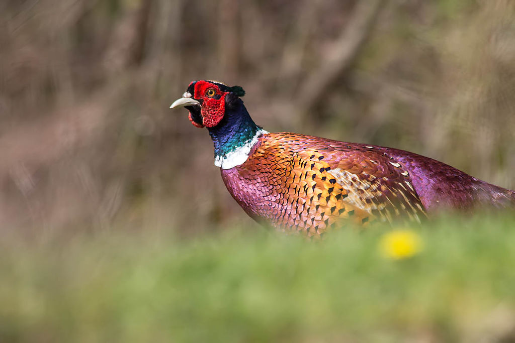 Pheasant