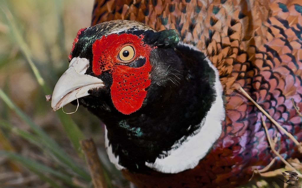 Pheasant