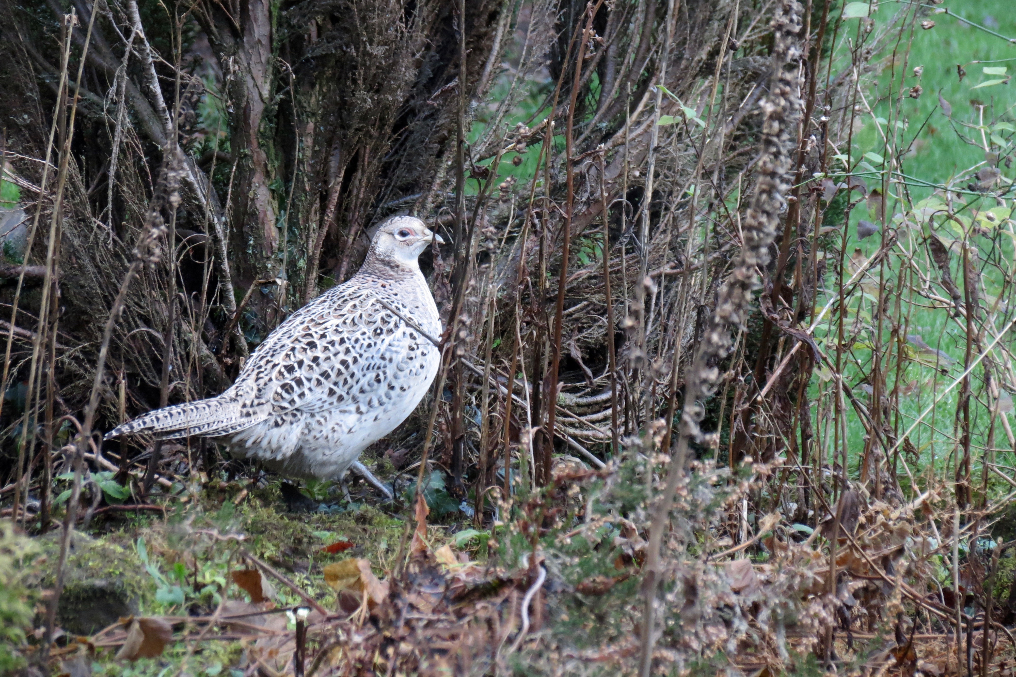 Pheasant