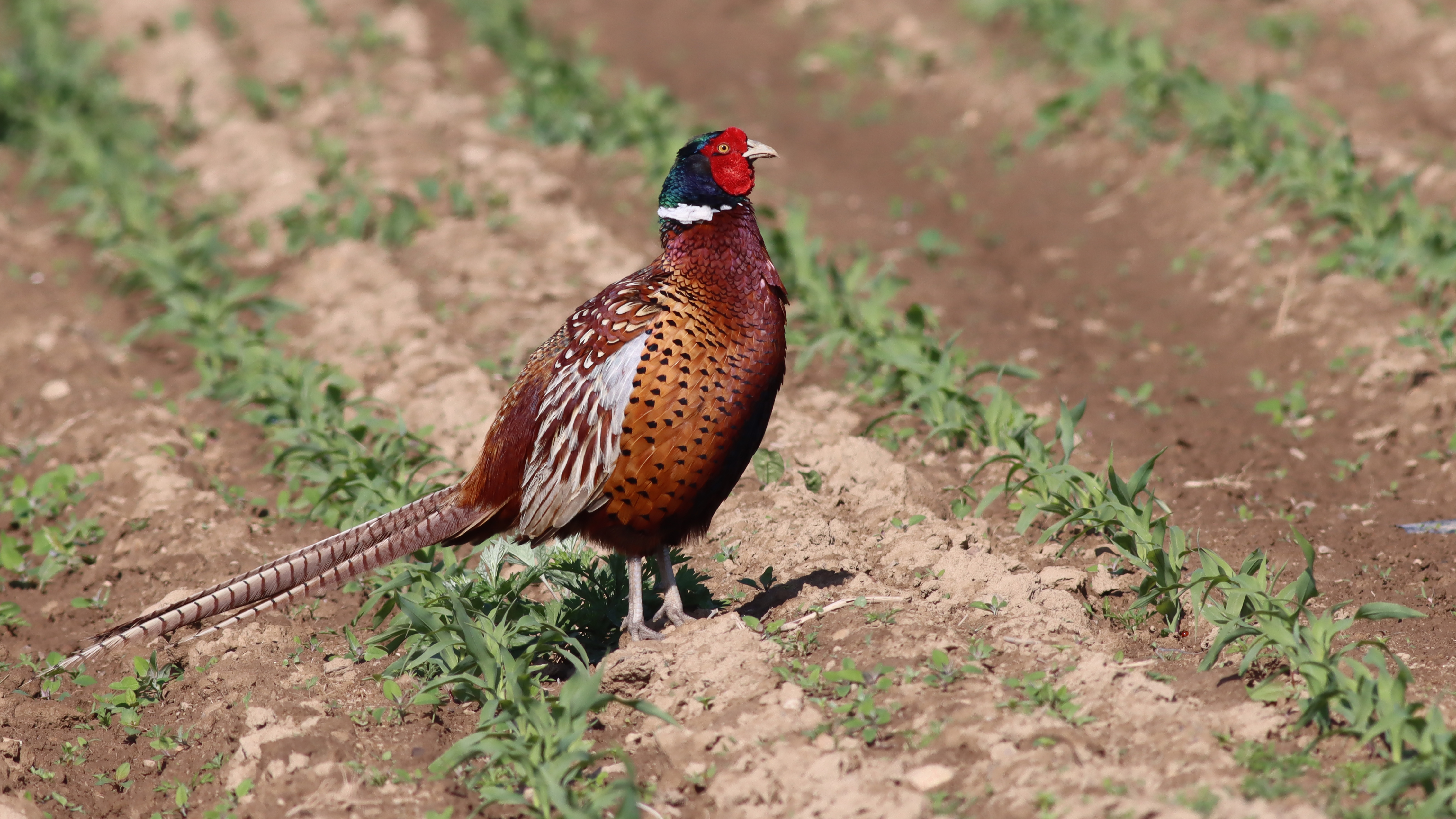 pheasant