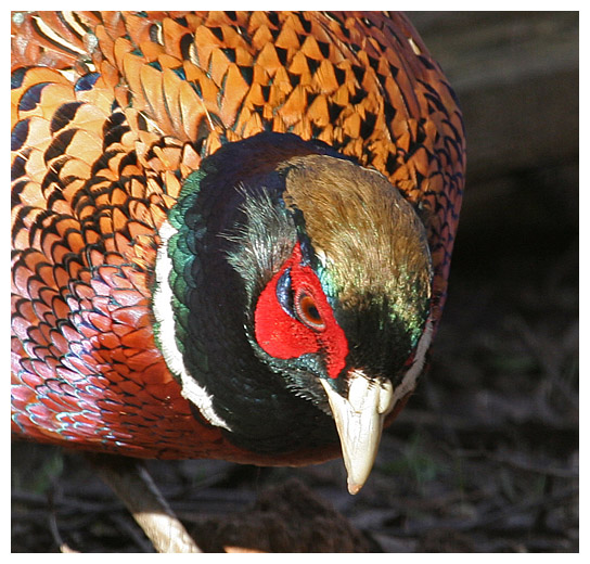 Pheasantly Coloured