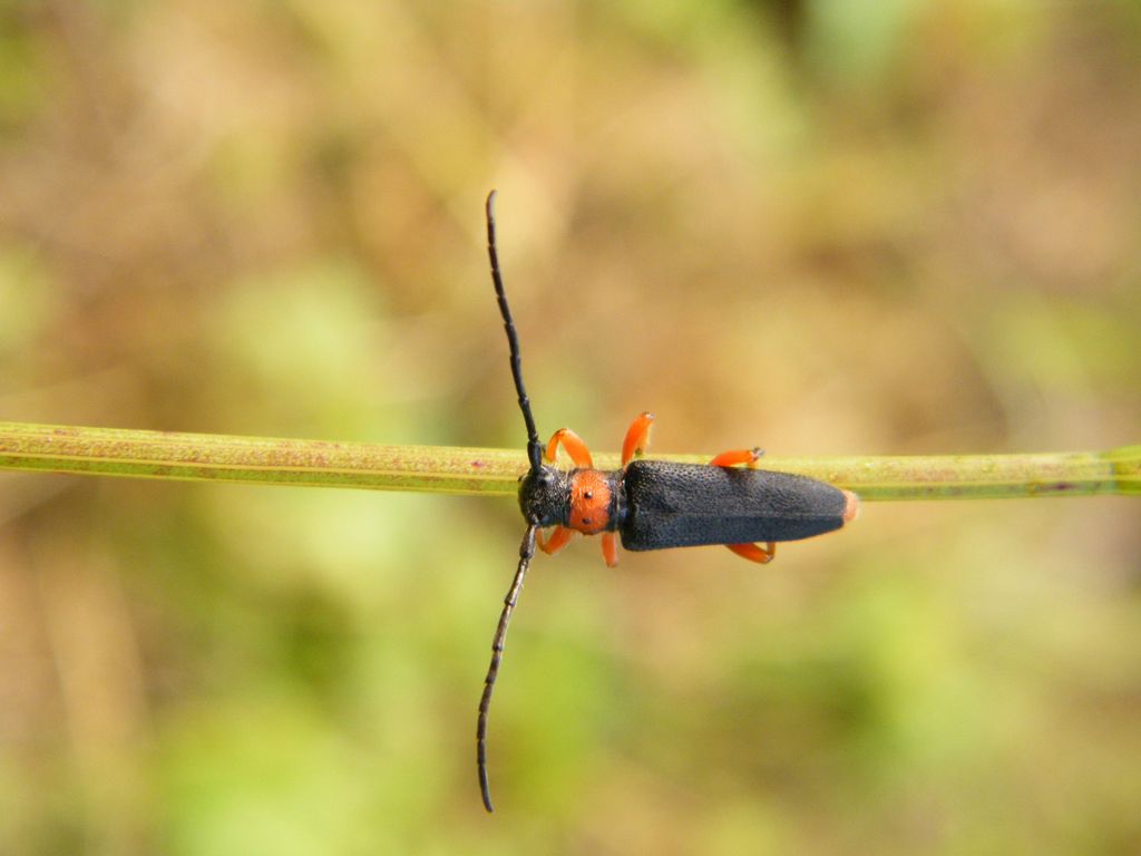 Phytoecia affinis (2)