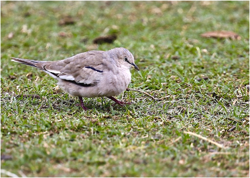 Picui Ground Dove