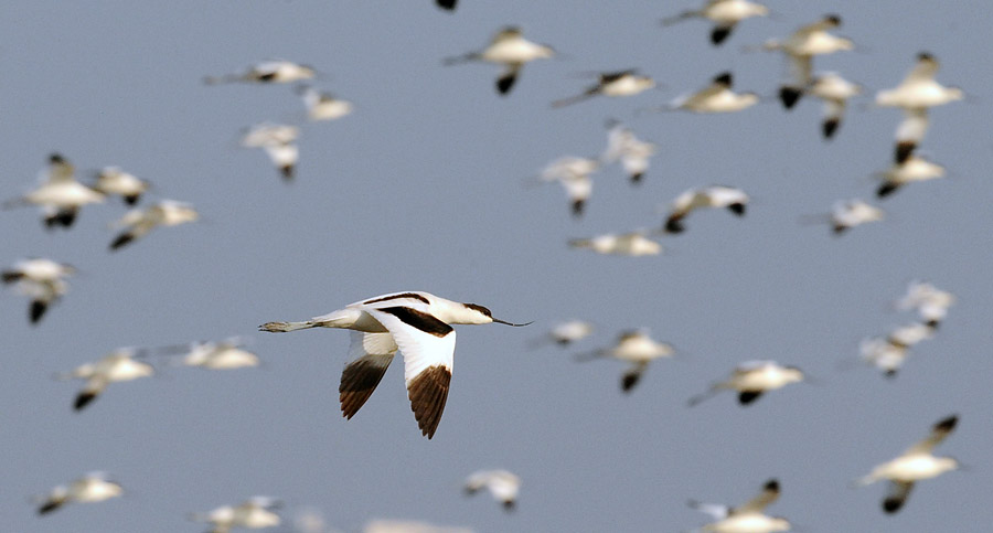 Pied Avocets in panic flight