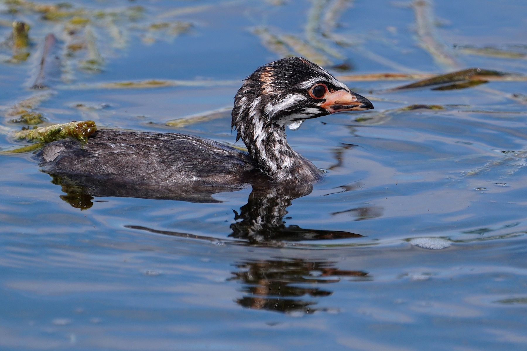 Pied-billed grebe chicks have hatched