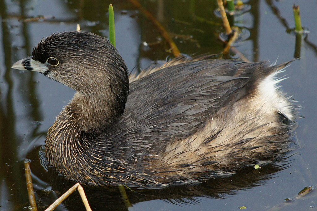 Pied-billed grebe