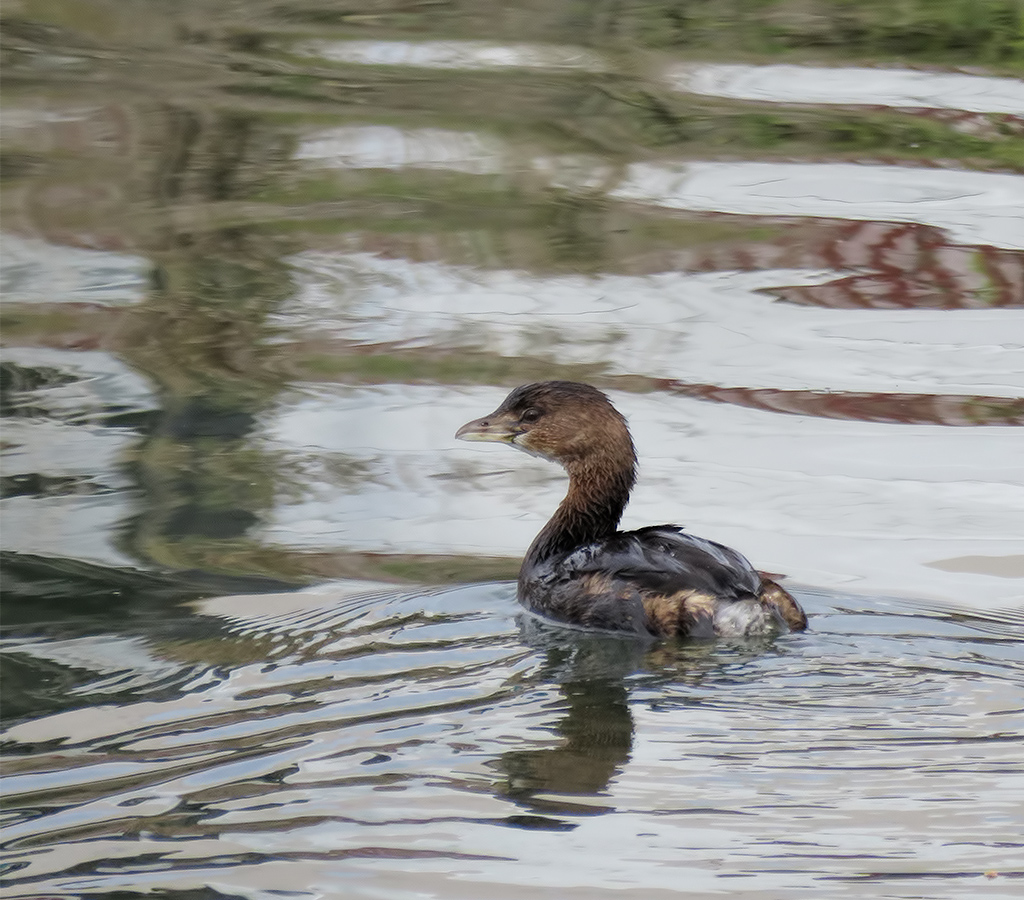 Pied-Billed Grebe