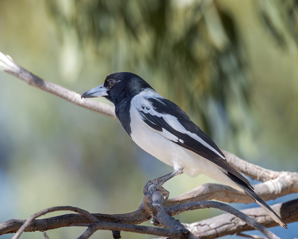 Pied Butcherbird