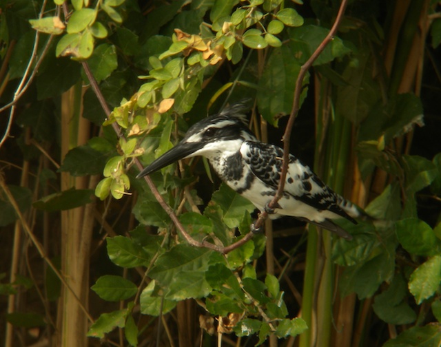 Pied Kingfisher