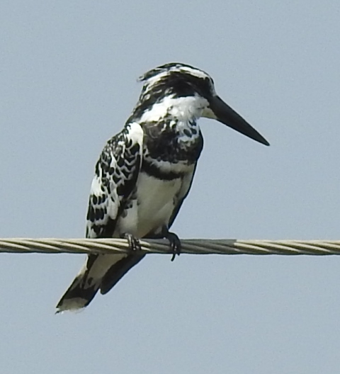 Pied Kingfisher