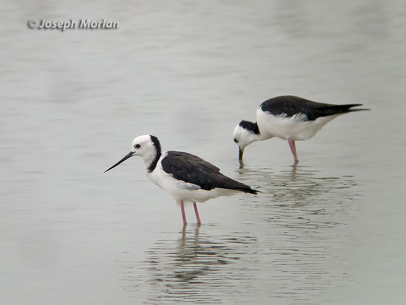 Pied Stilt