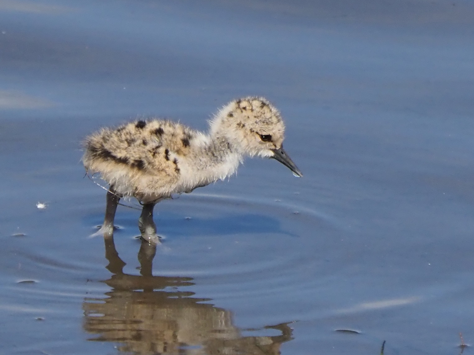 Pied Stilt