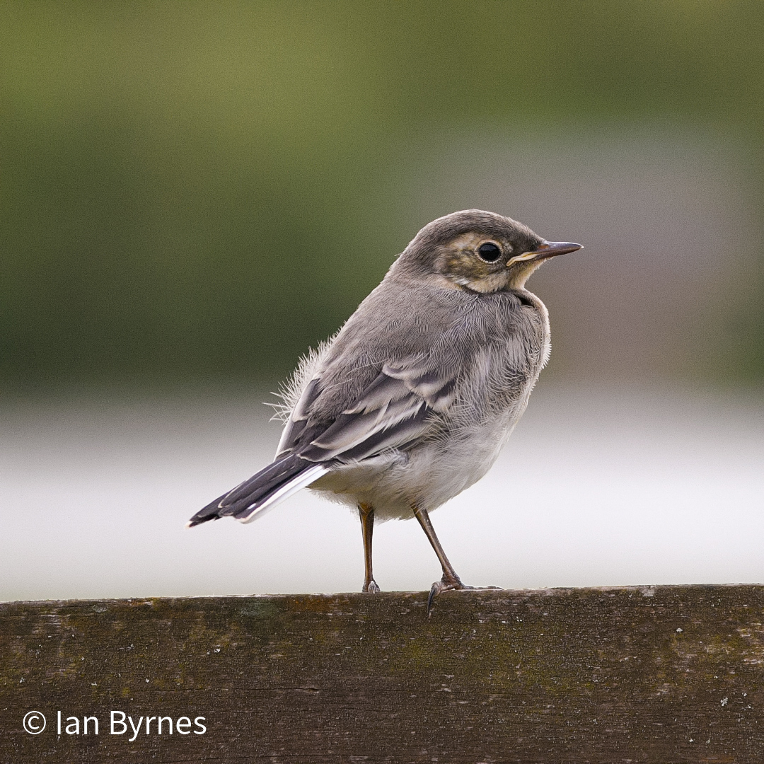 Pied Wagtail - juvenile