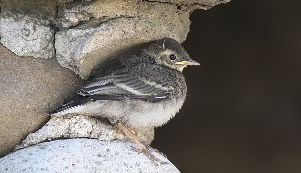 Pied Wagtail-Juvvie