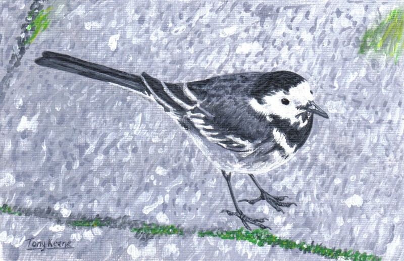 Pied wagtail