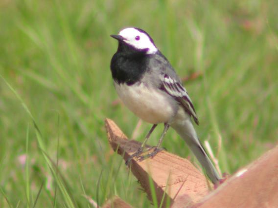 Pied Wagtail