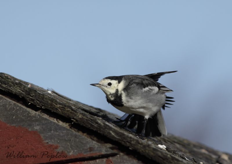 Pied Wagtail