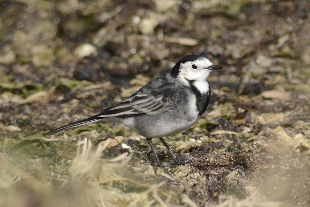 Pied Wagtail