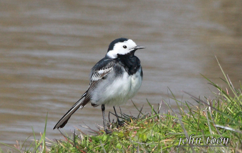 pied wagtail