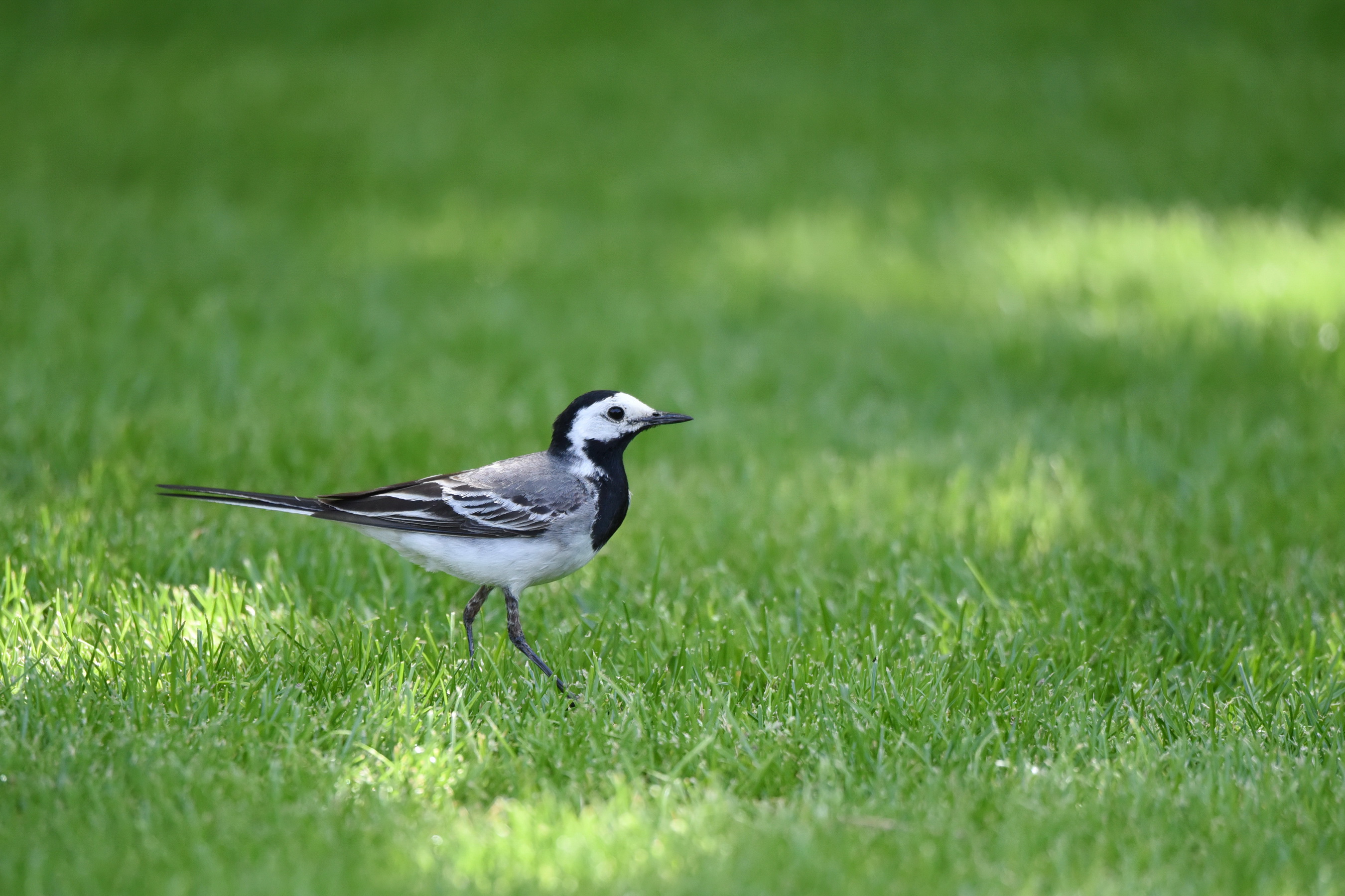 Pied Wagtail