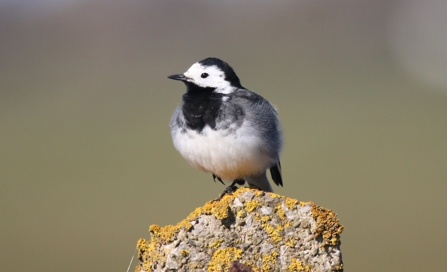 Pied Wagtail