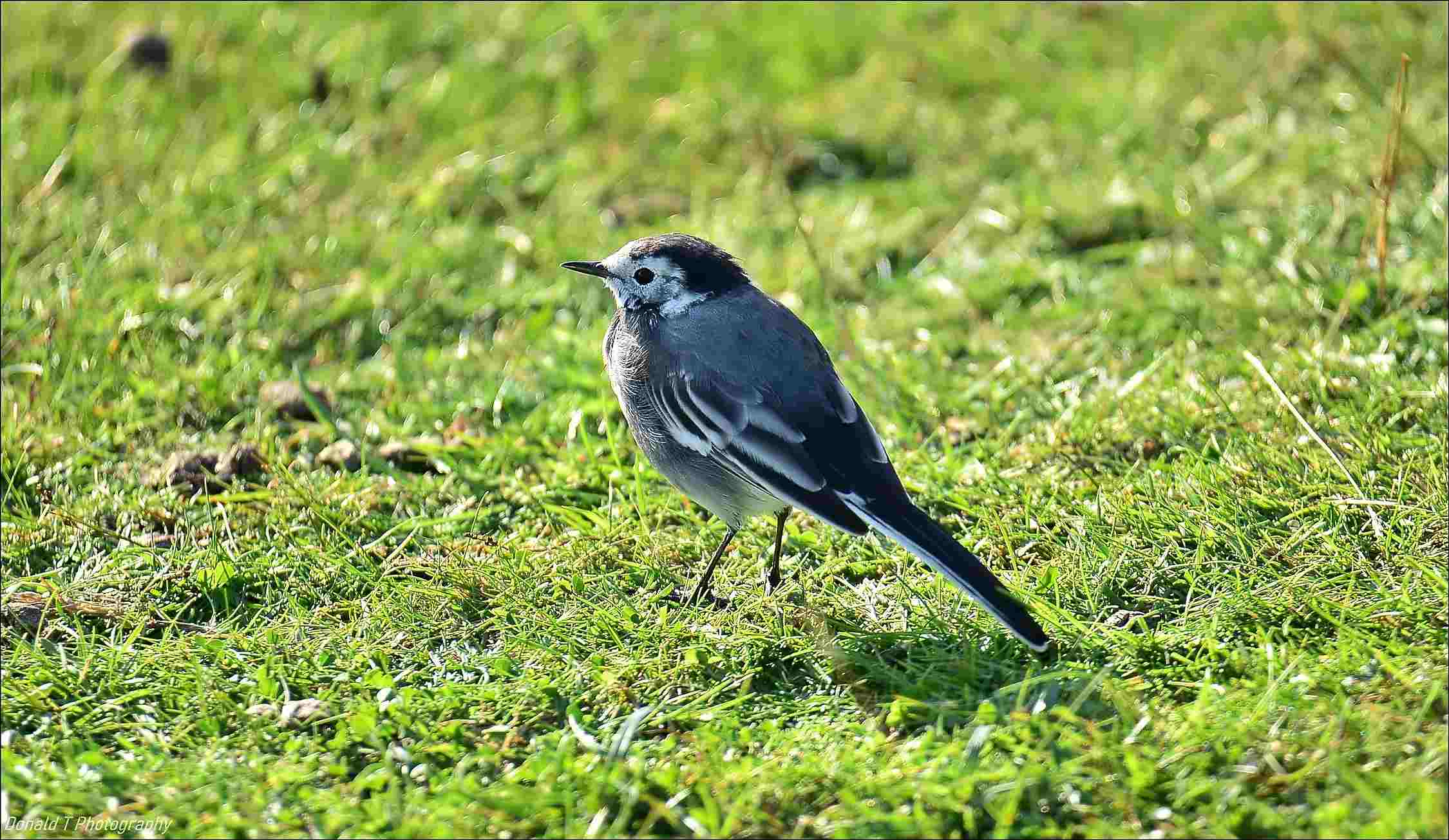 Pied Wagtail