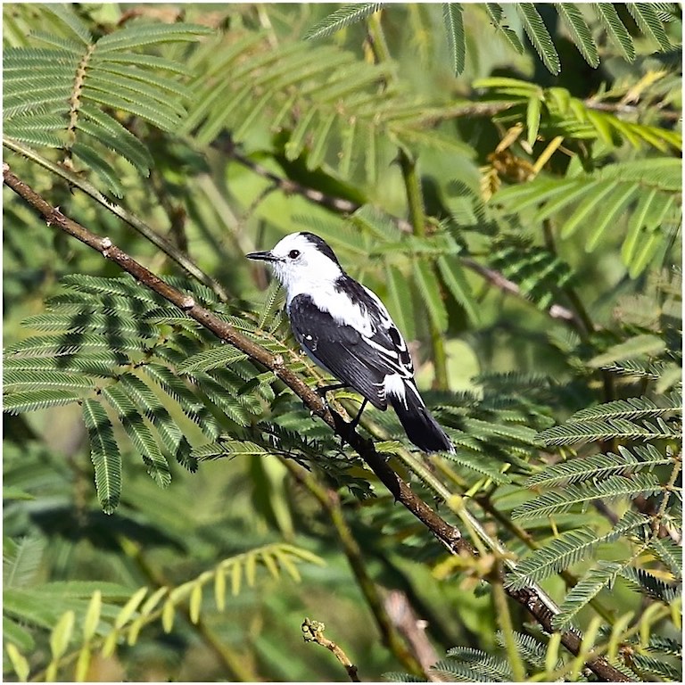 Pied Water Tyrant